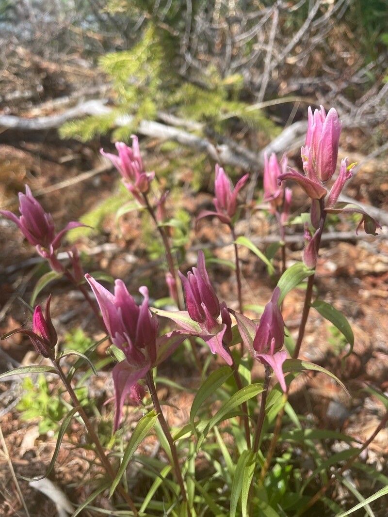Castilleja elegans flower