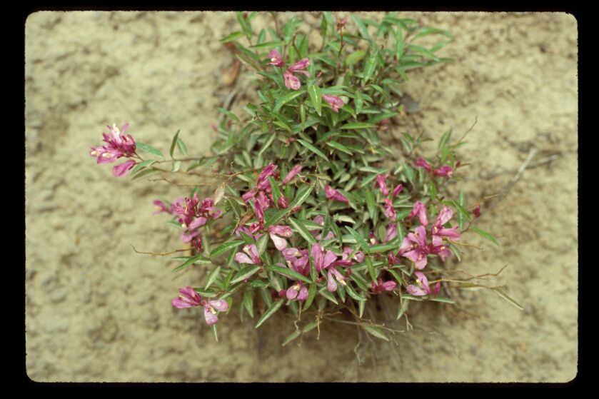 Polygala californica habit
