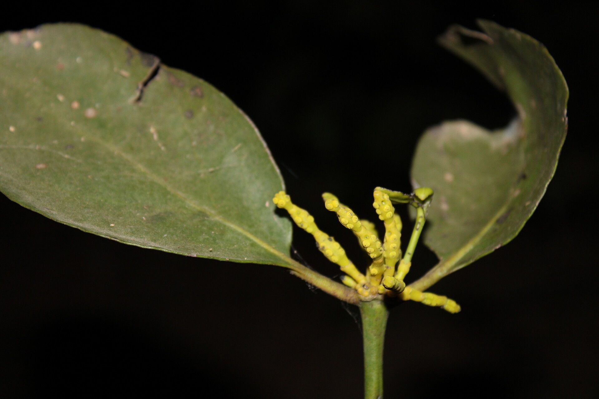Phoradendron racemosum flower