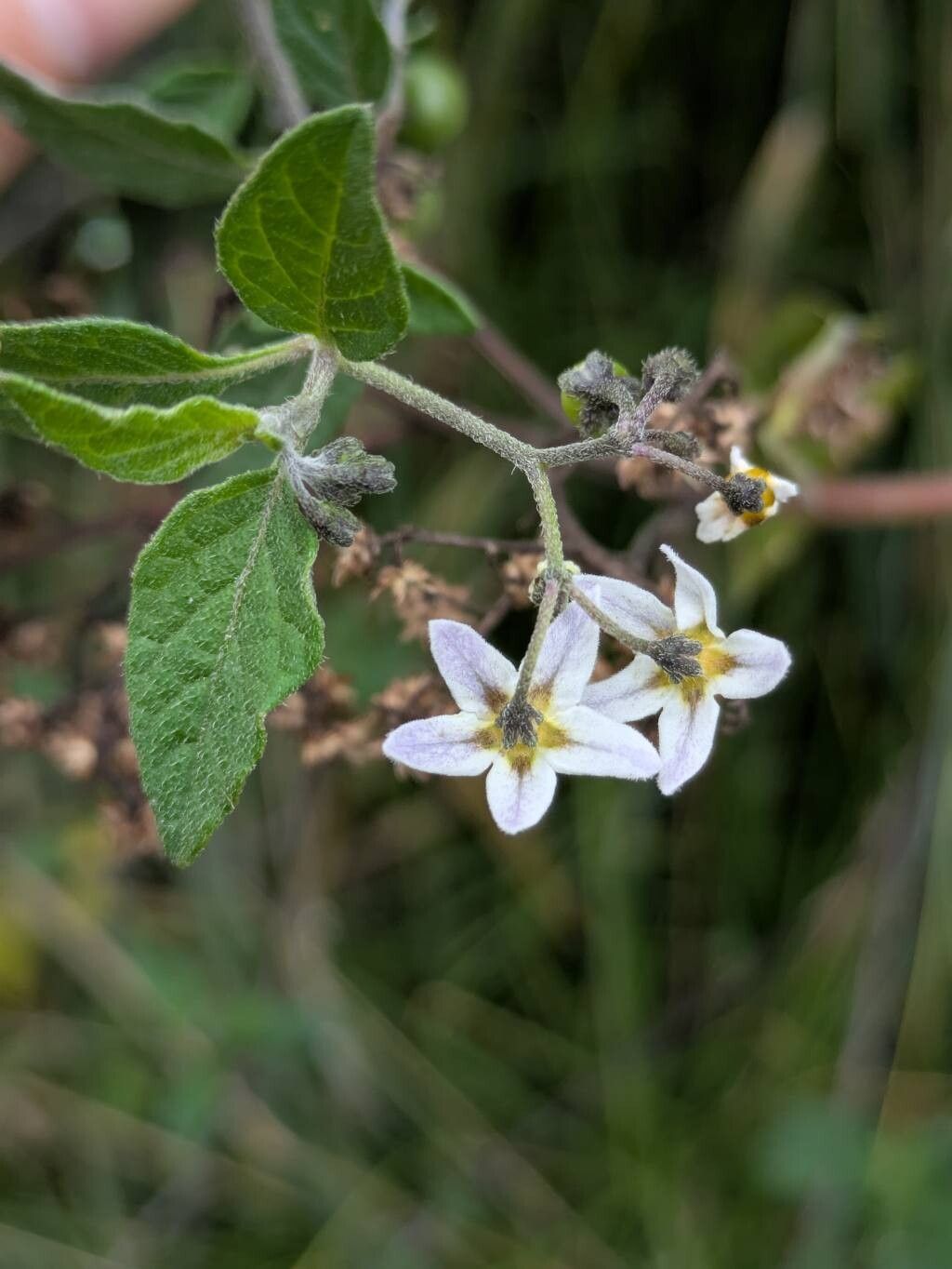 Solanum interandinum flower