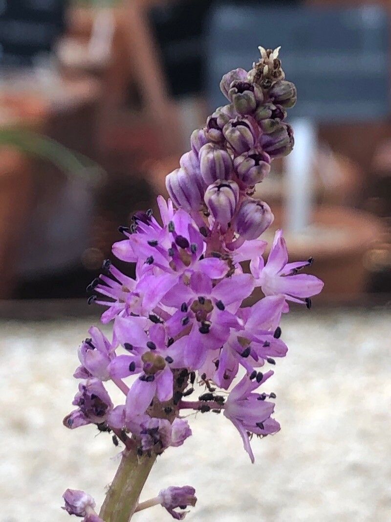 Barnardia numidica flower