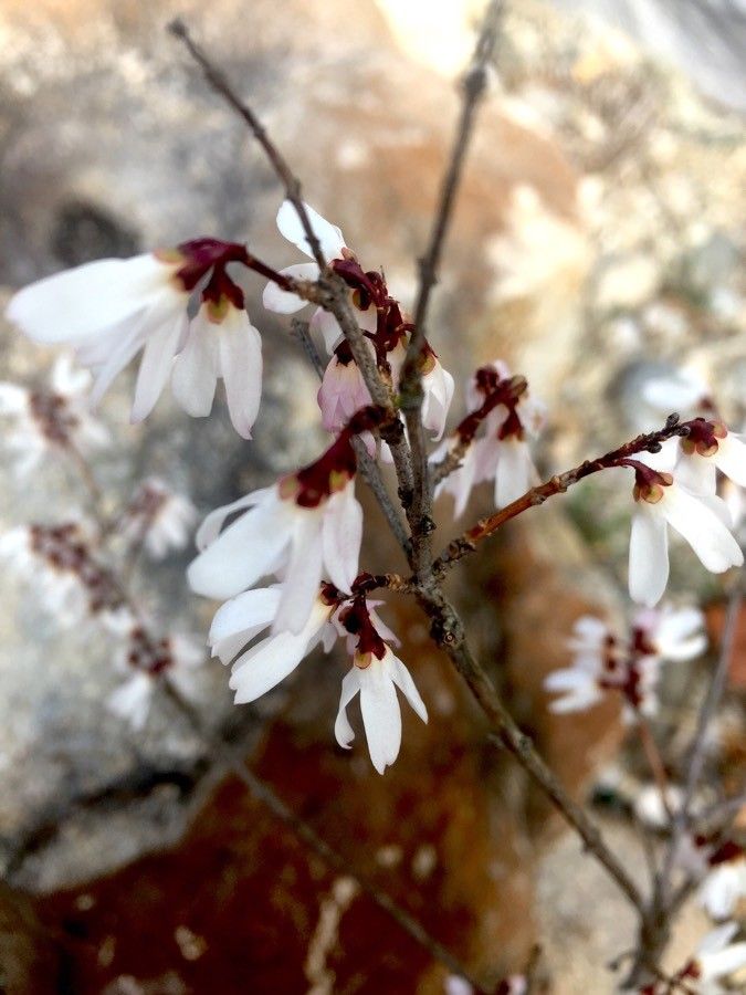 Abeliophyllum distichum