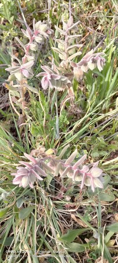 Nonea calycina flower