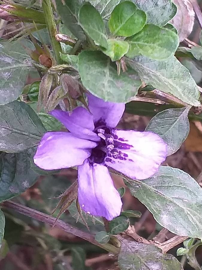 Dyschoriste thunbergiiflora flower