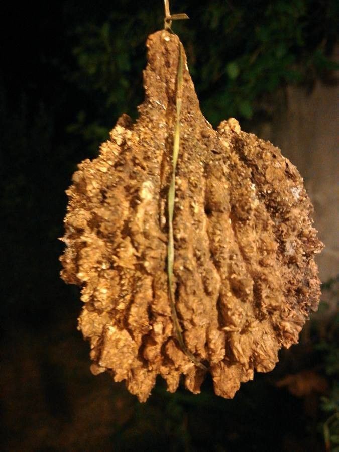 Parinari montana fruit