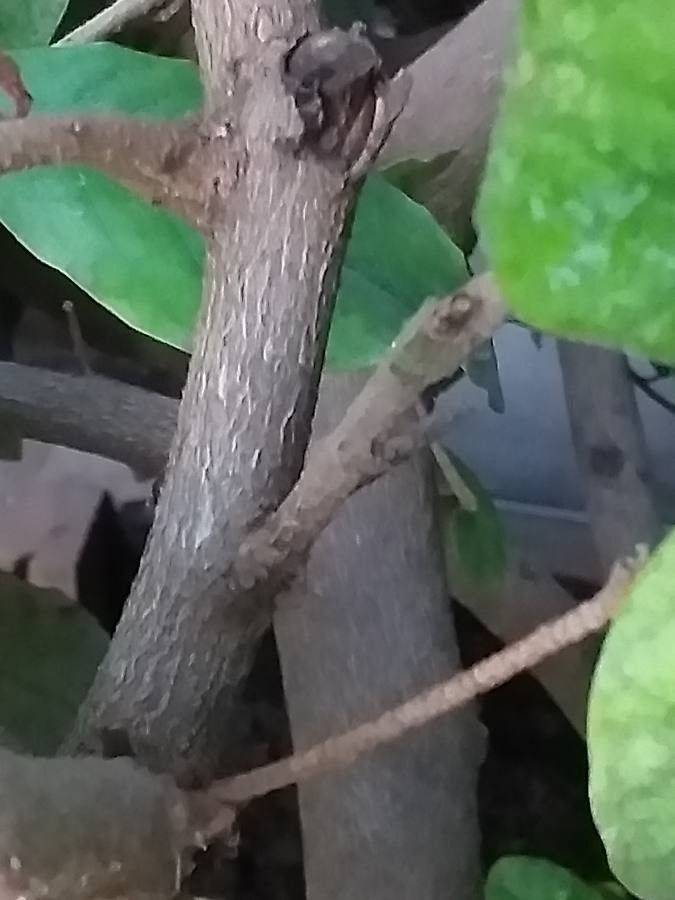 Trichocladus ellipticus bark