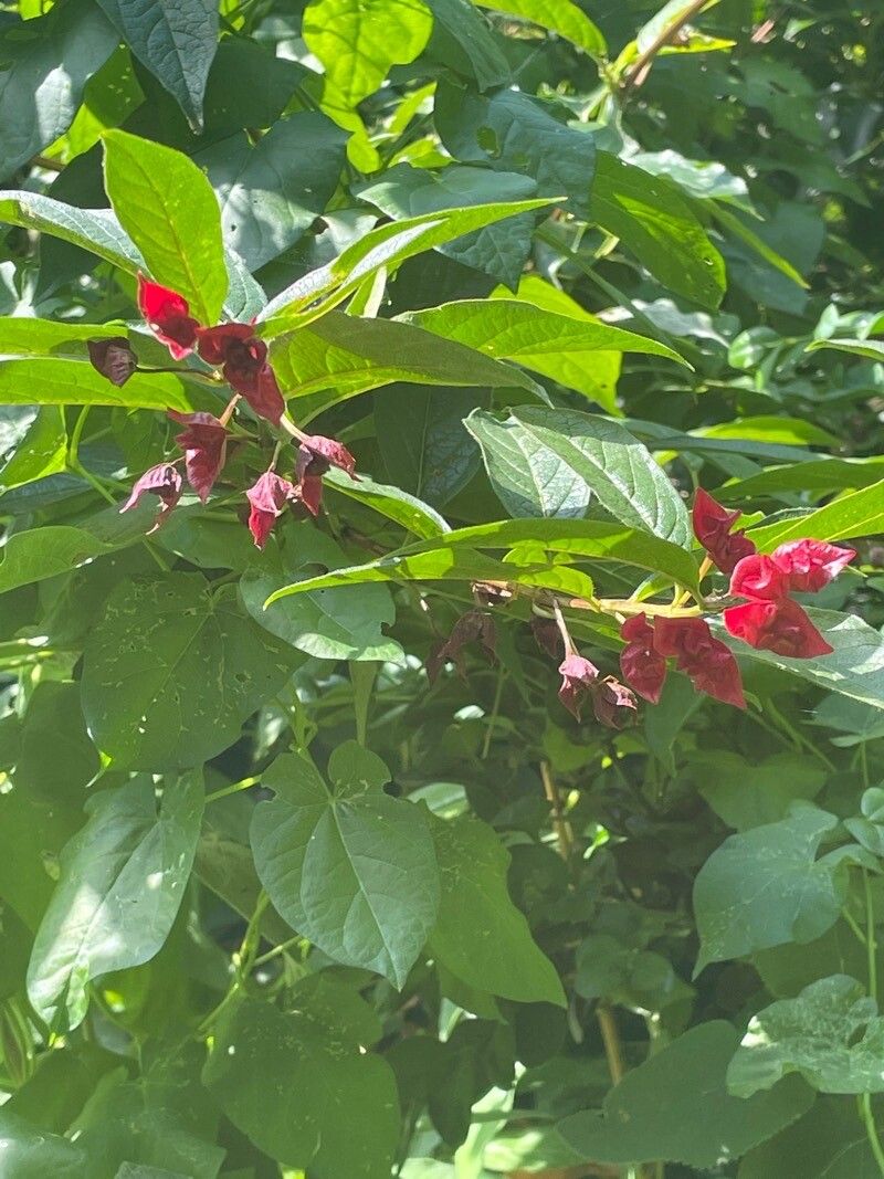 Lonicera involucrata fruit