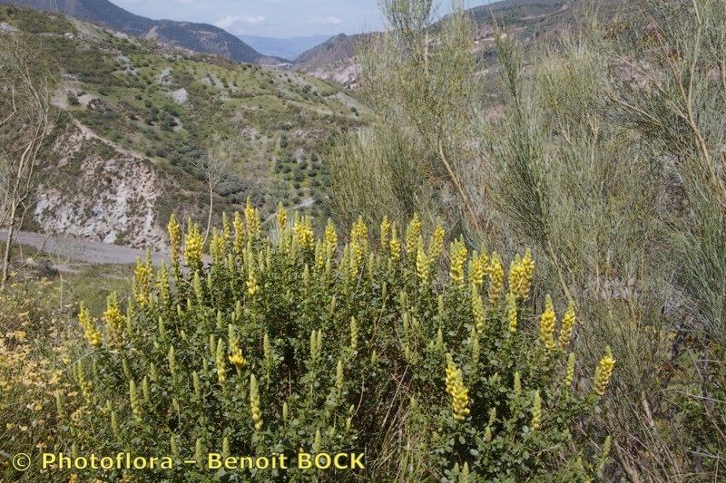 Ononis speciosa habit