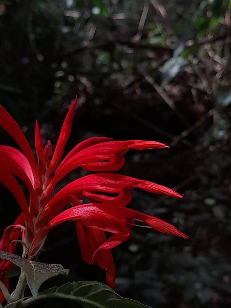 Aphelandra leonardii flower