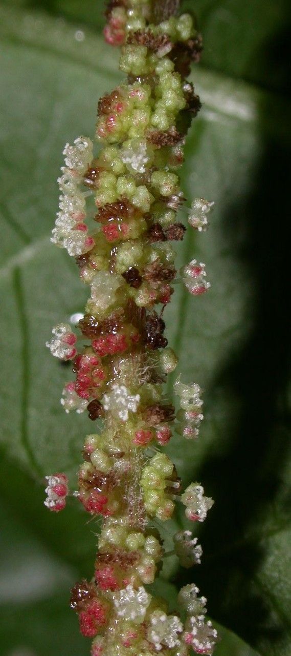 Acalypha costaricensis fruit