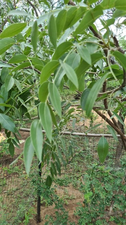 Bolusantuhus speciosus — houseplant care guide