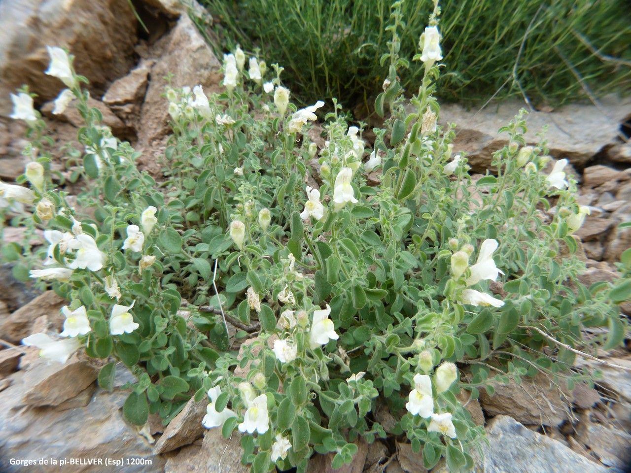 Antirrhinum molle habit