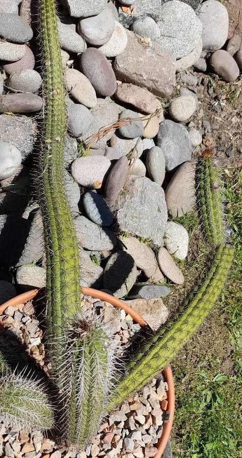 Echinopsis quadratiumbonata habit