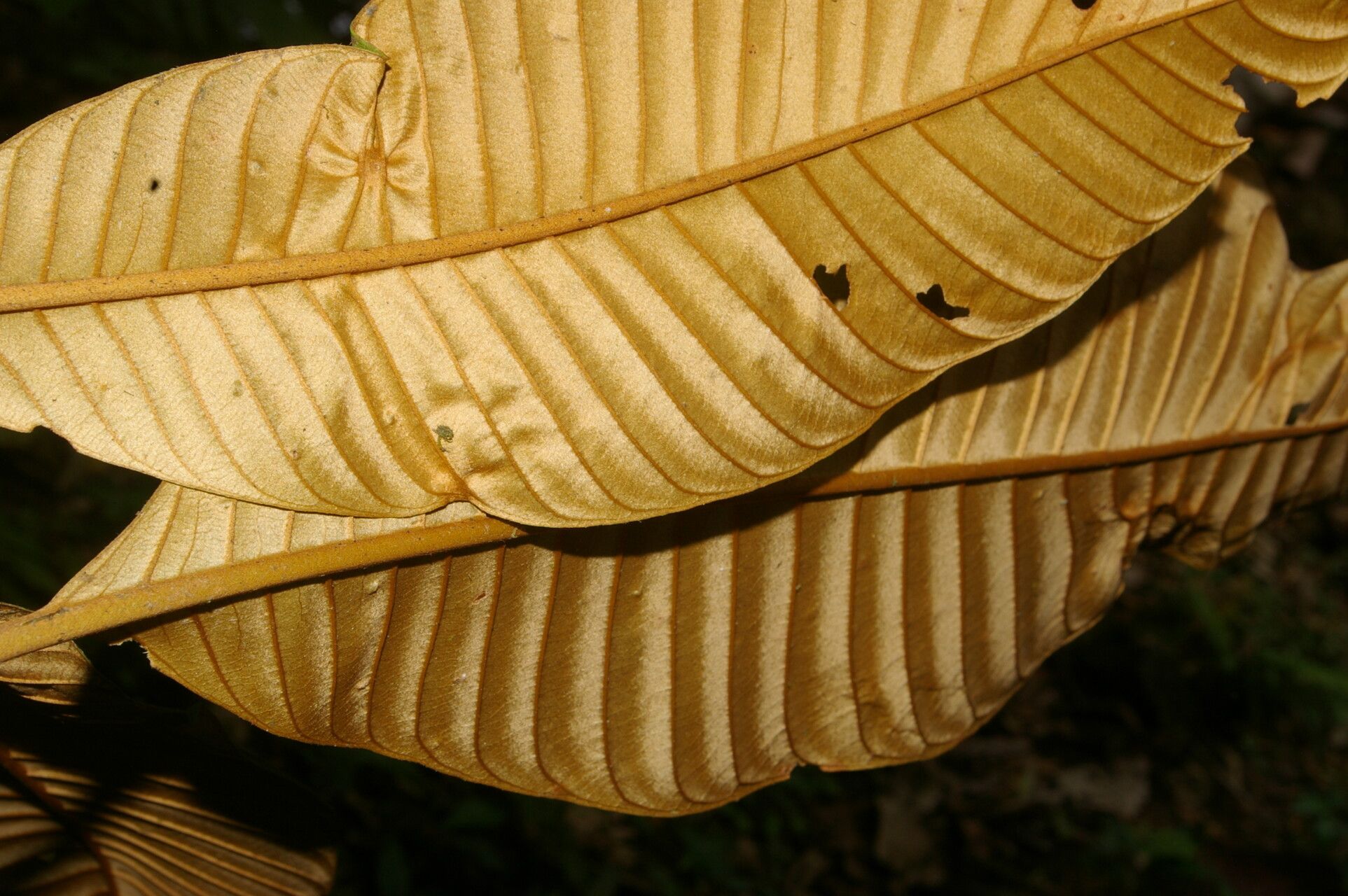 Pouteria silvestris fruit