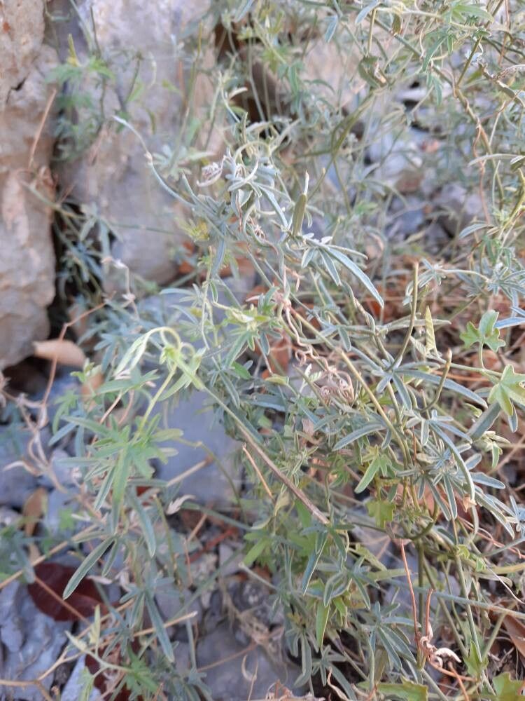 Convolvulus elegantissimus habit
