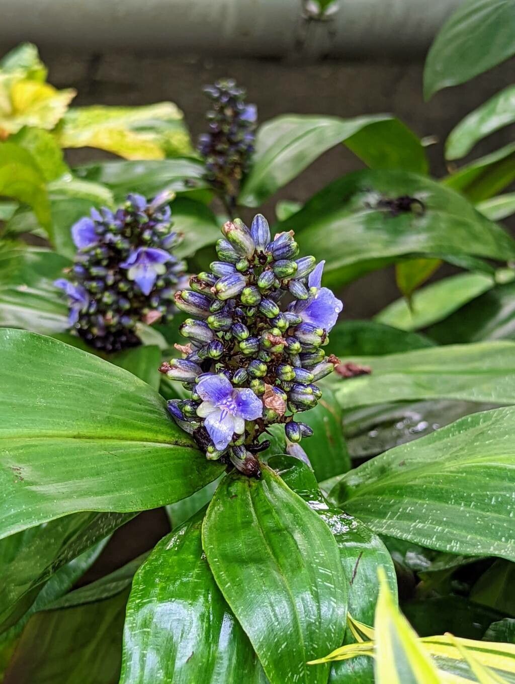 Dichorisandra mosaica flower