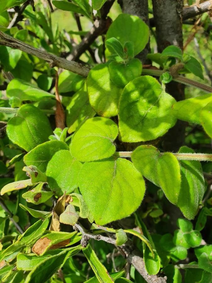 Barleria submollis — houseplant care guide