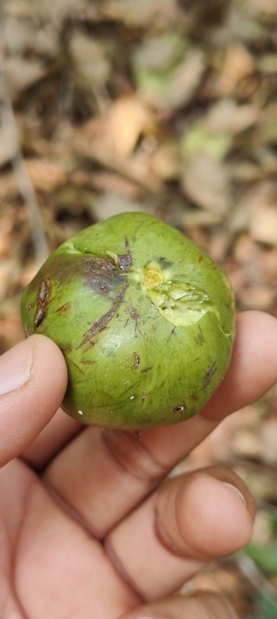 Donella lanceolata fruit