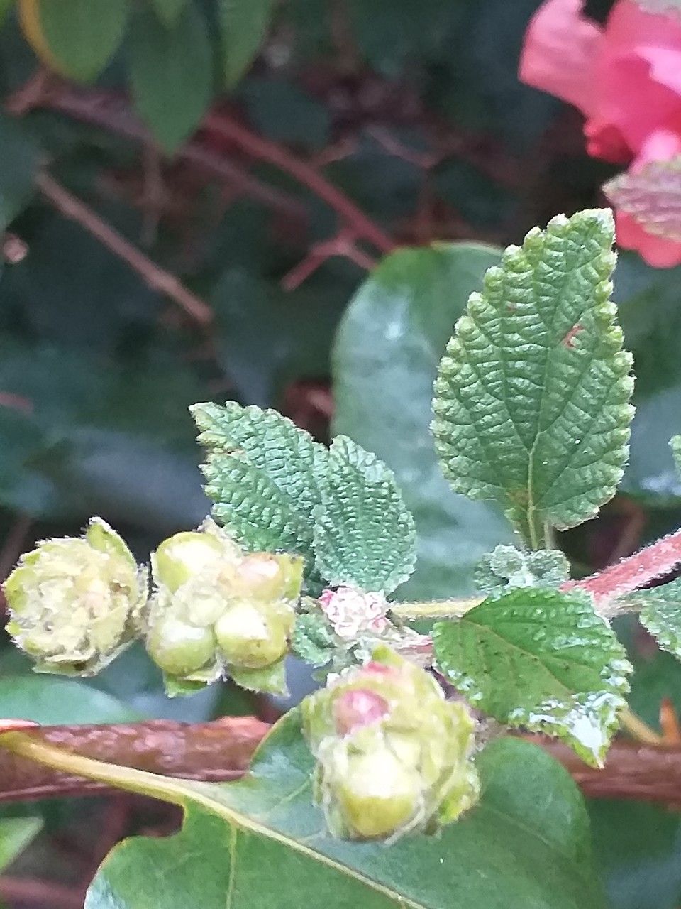 Lantana trifolia fruit