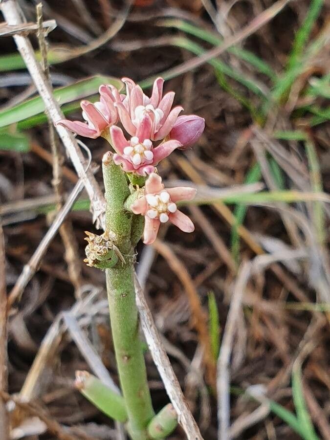 Cynanchum vanlessenii flower