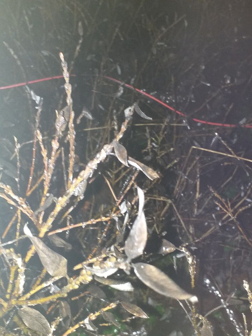 Salix subopposita — search result for 'South Korea'