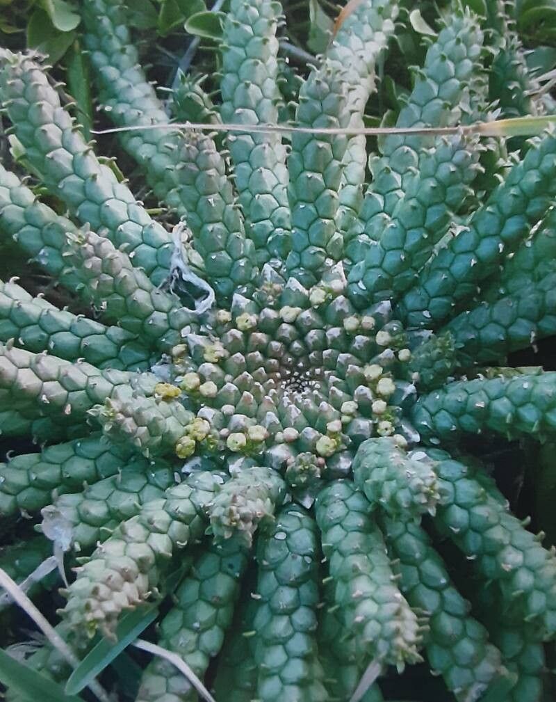 Euphorbia woodii — houseplant care guide