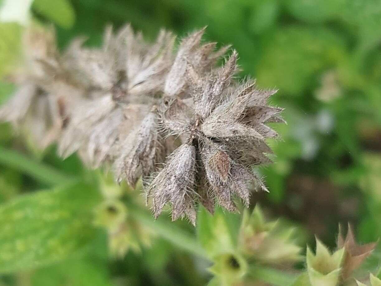 Stachys menthifolia fruit