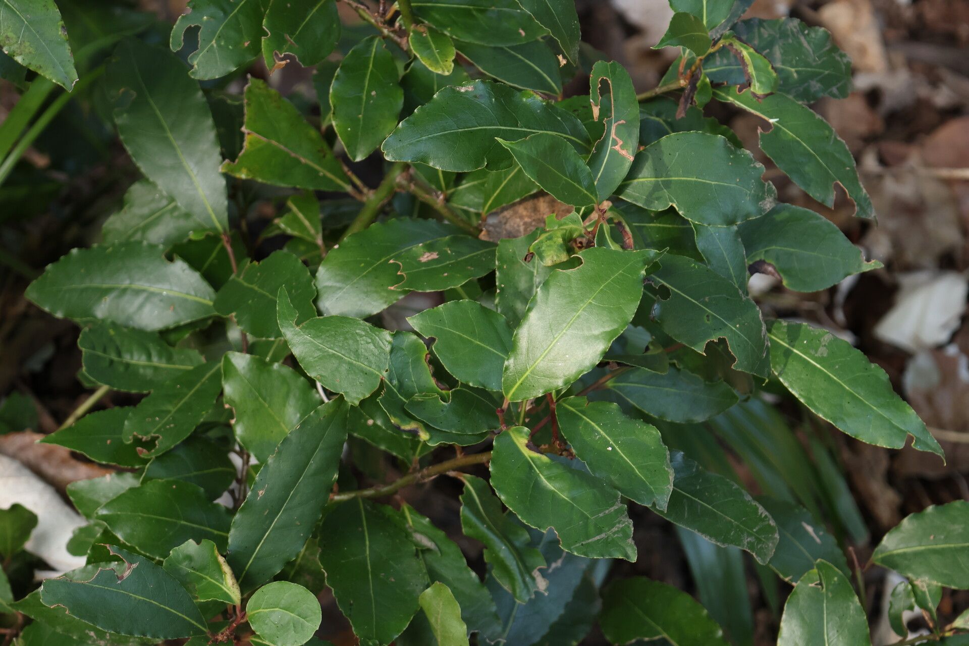 Vaccinium consanguineum leaf