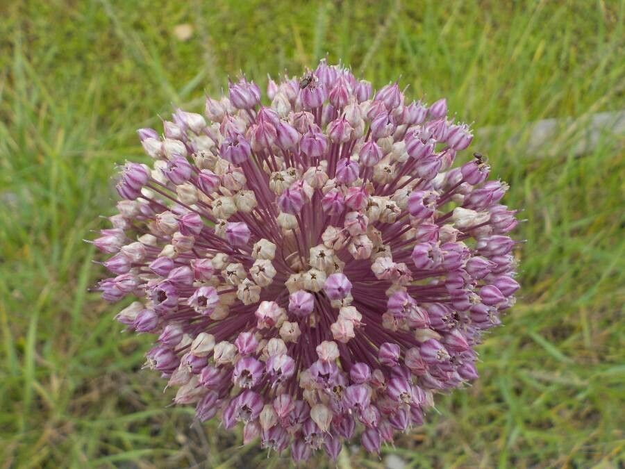 Allium polyanthum flower
