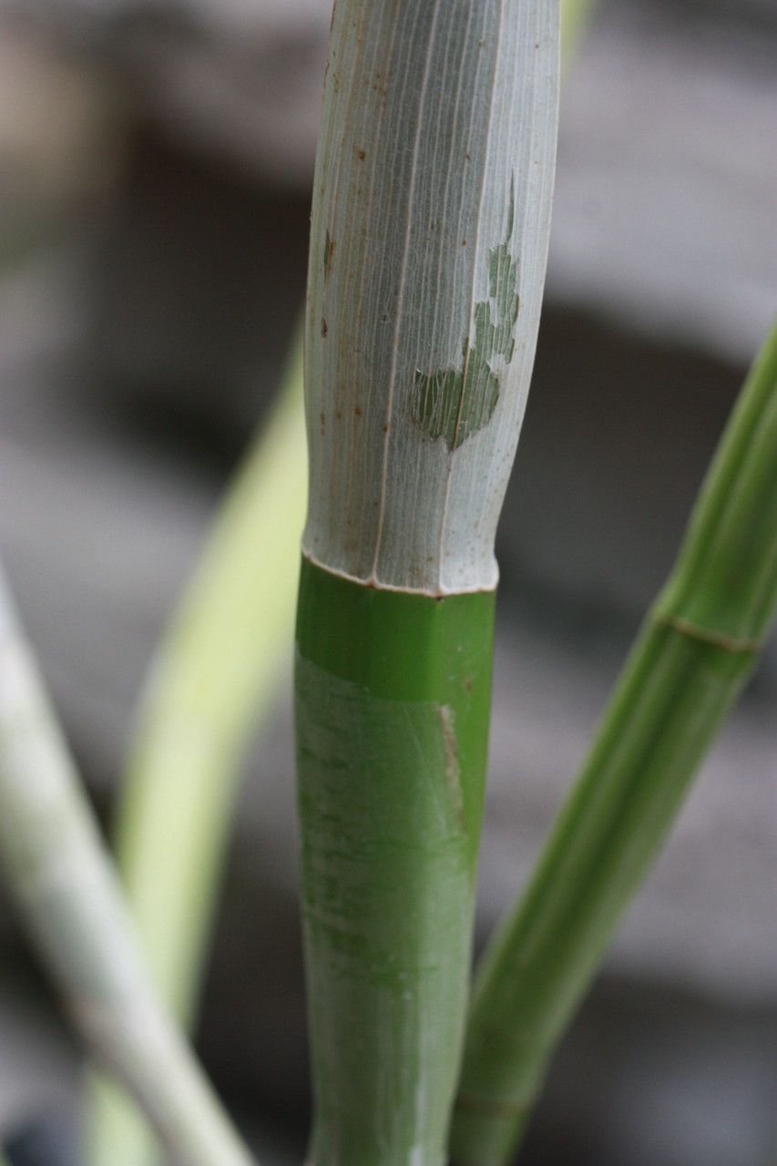 Guarianthe aurantiaca bark