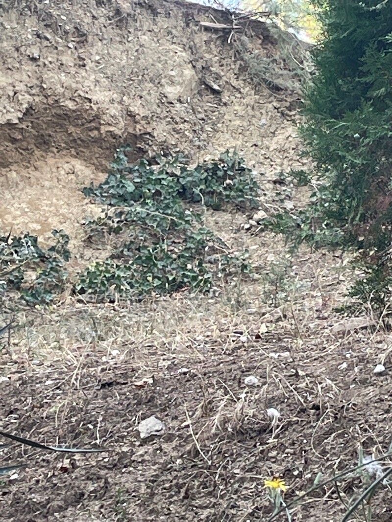 Heliotropium supinum — search result for 'Heliotropium'