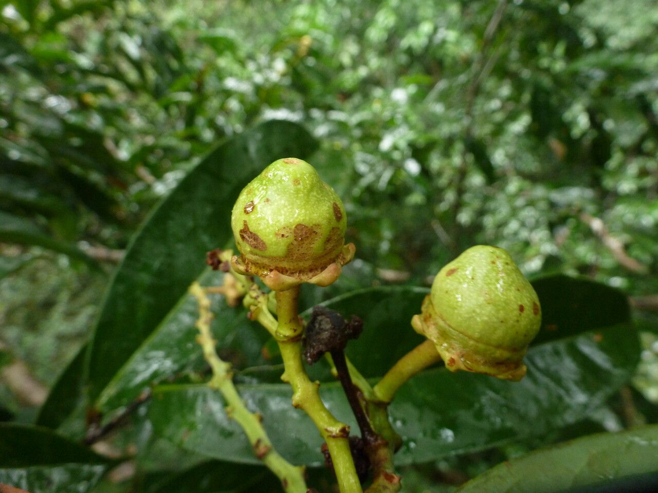 Eschweilera coriacea fruit