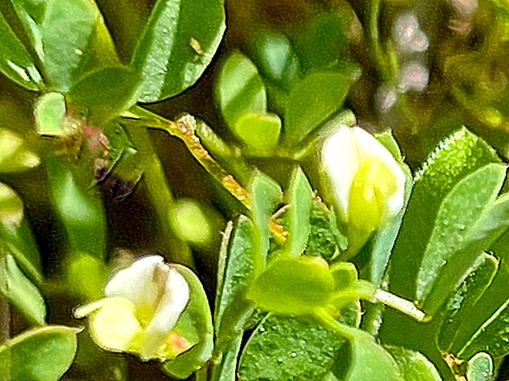 Acmispon parviflorus — search result for 'Acmispon'