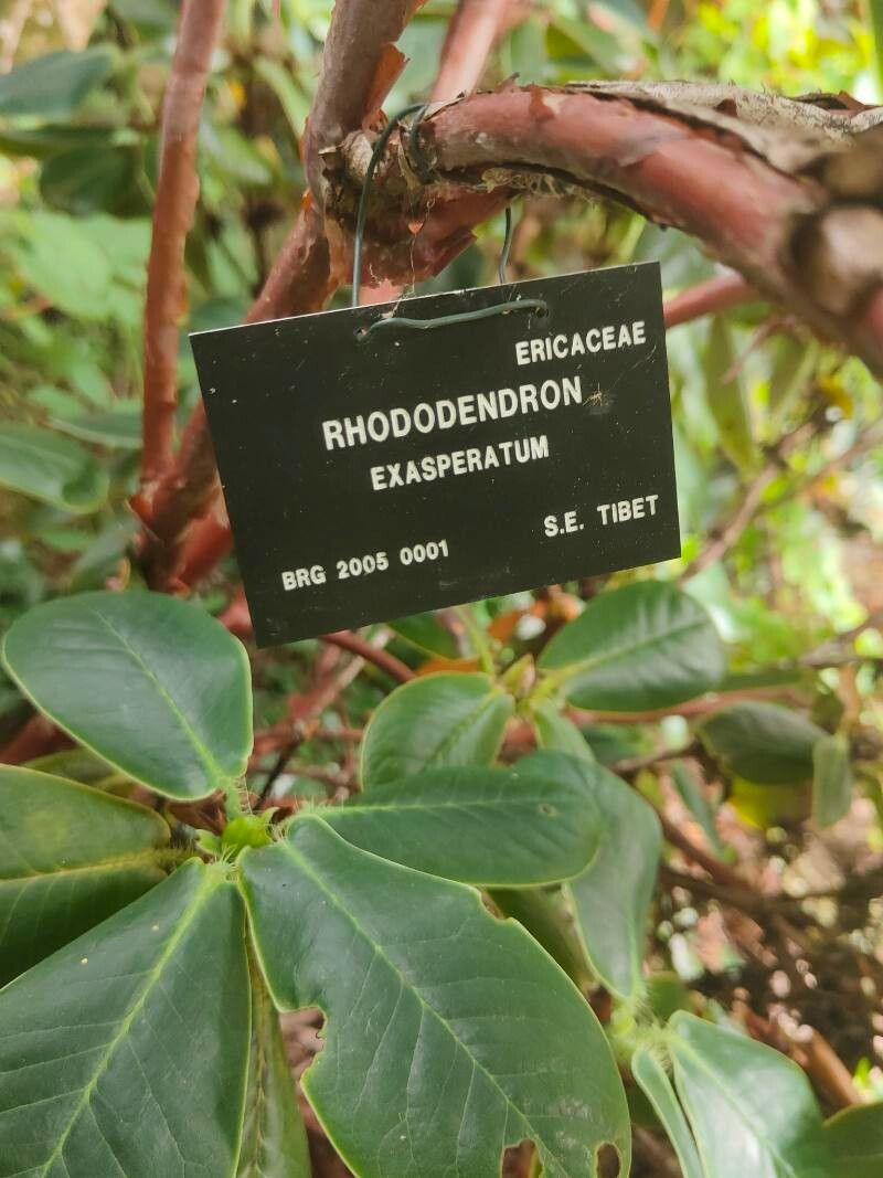 Rhododendron exasperatum leaf