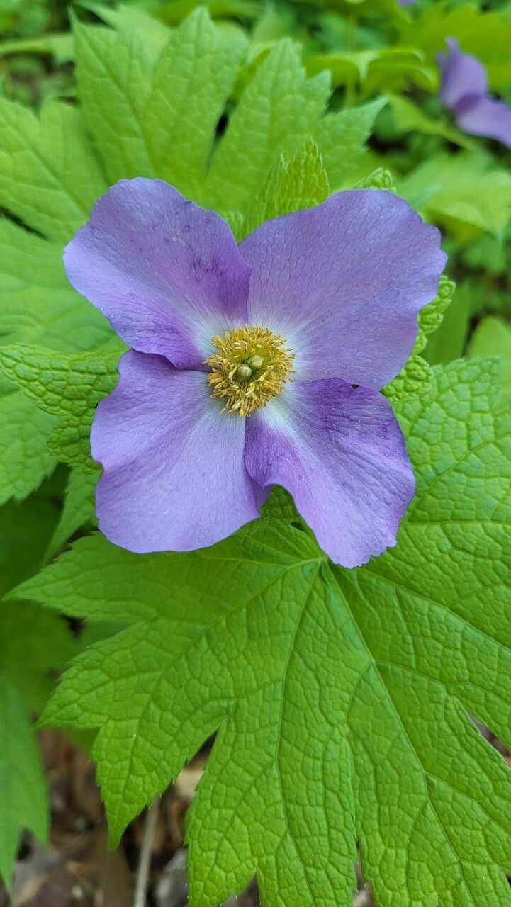 Glaucidium palmatum flower