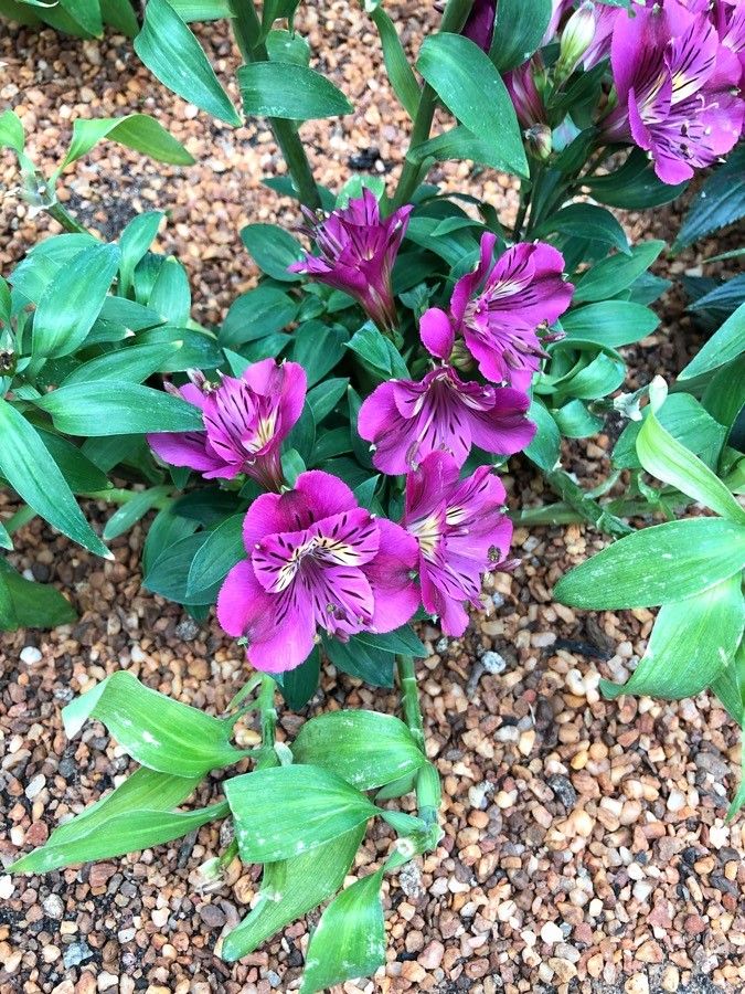 Alstroemeria spp. — search result for 'Alstroemeria'