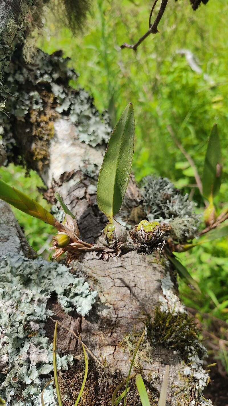 Maxillaria confusa — houseplant care guide