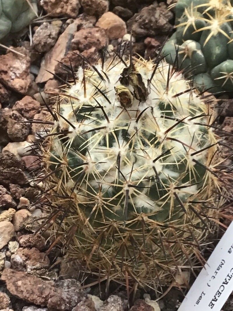 Coryphantha pycnacantha — search result for 'Coryphantha'