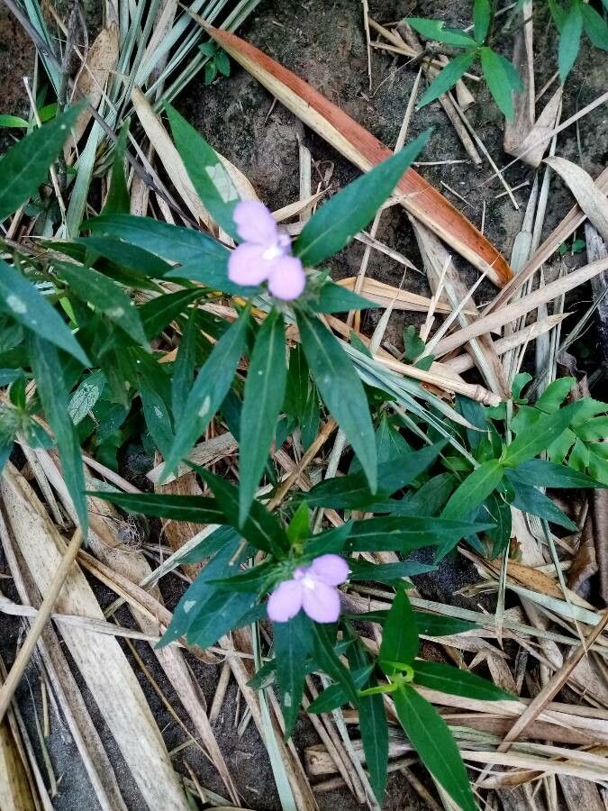 Justicia carthagenensis — houseplant care guide