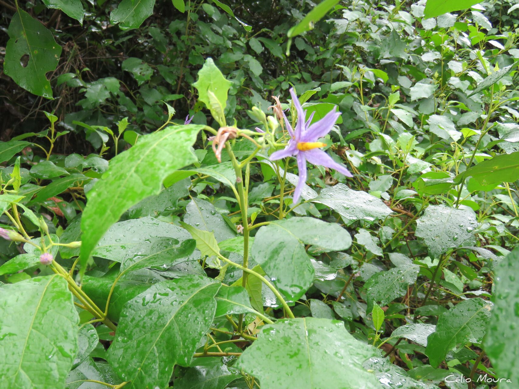 Solanum paludosum habit