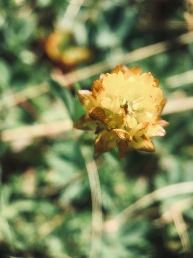 Trifolium fucatum flower