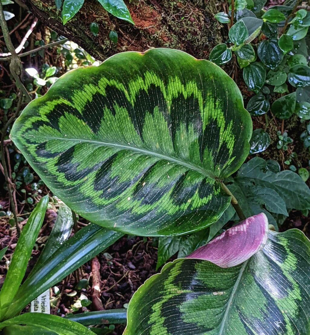Calathea veitchiana leaf
