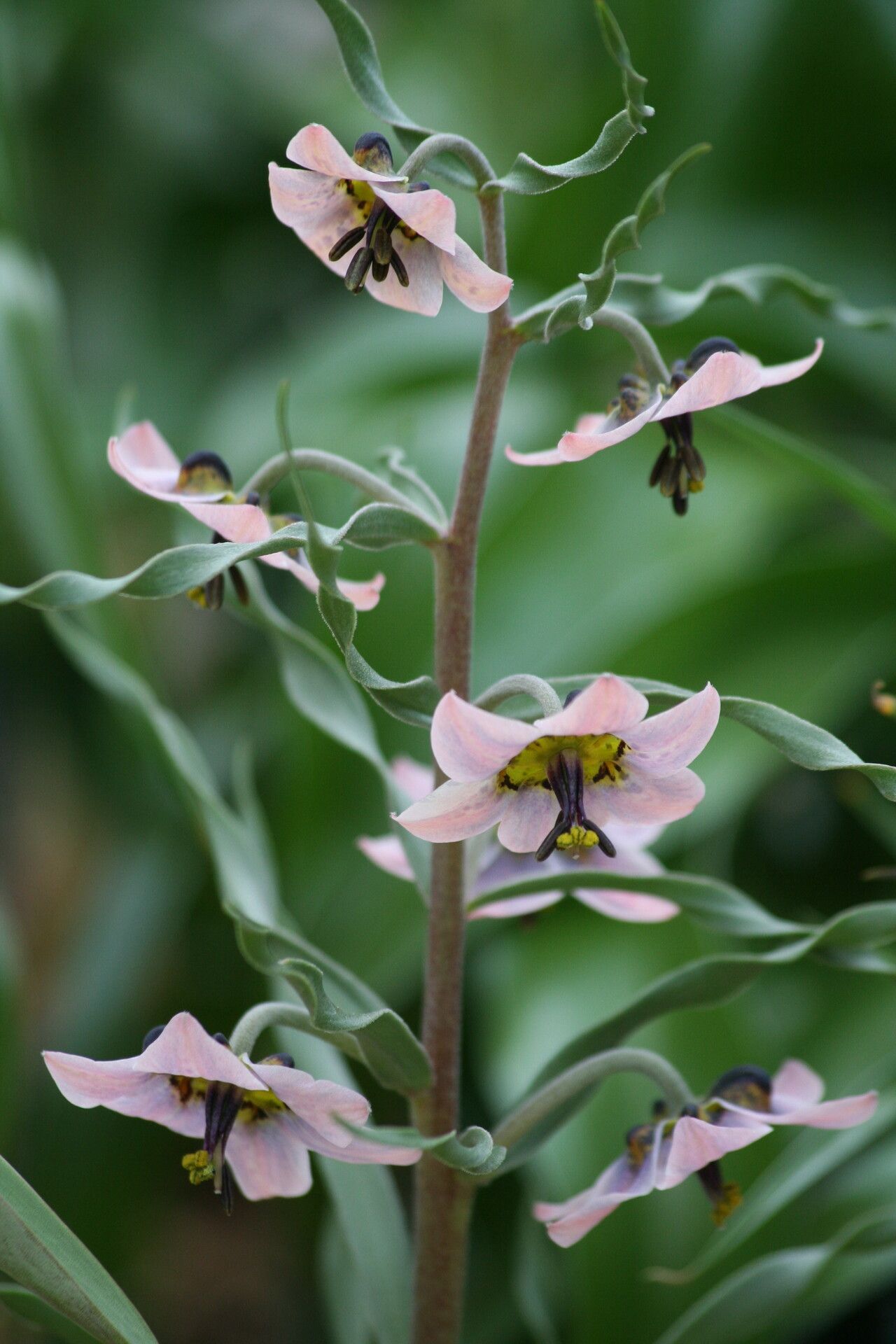 Fritillaria gibbosa — search result for 'Fritillaria'