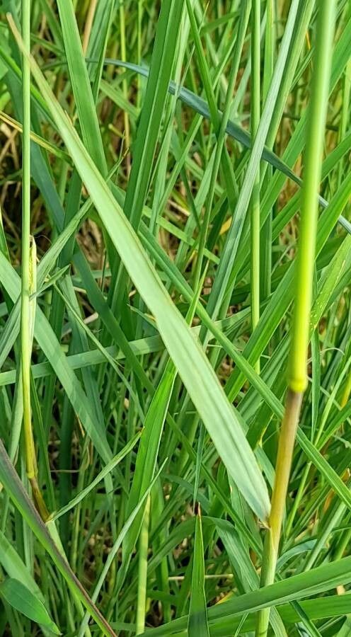 Paspalum urvillei leaf