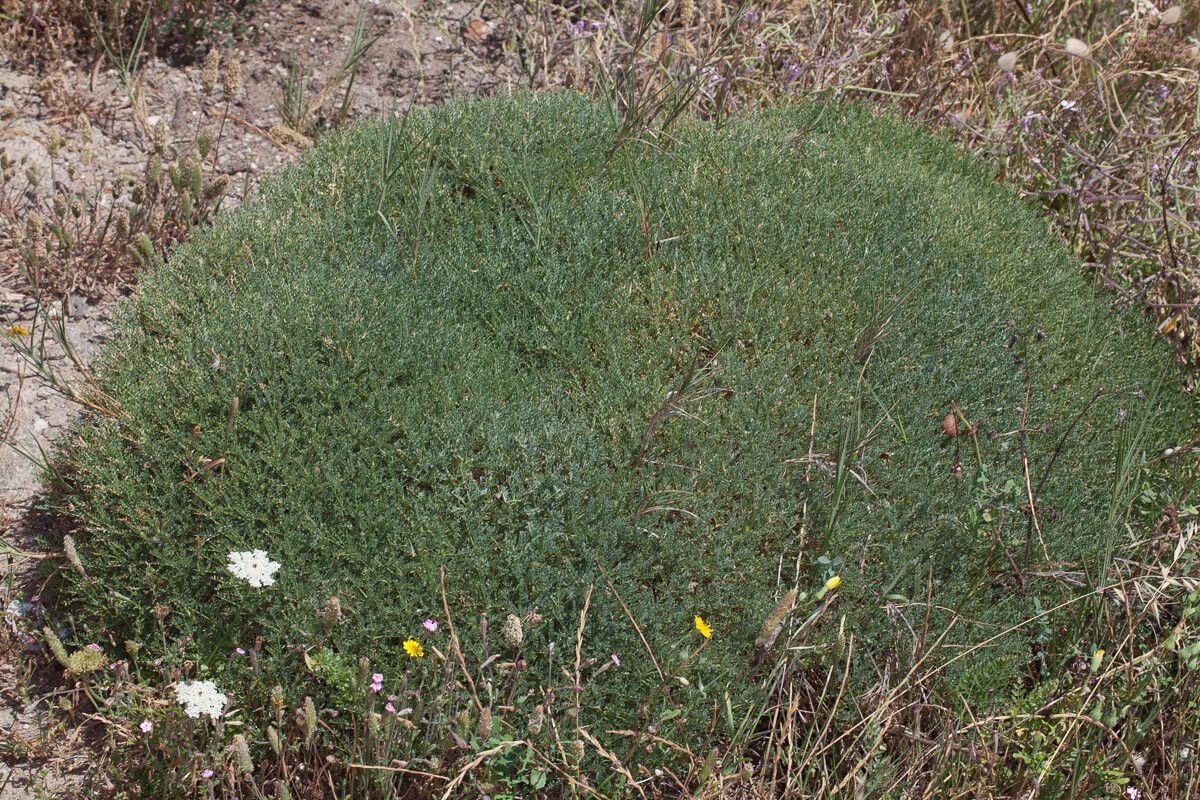 Astragalus terraccianoi habit