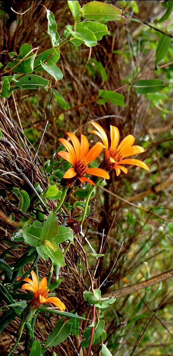 Mutisia decurrens flower