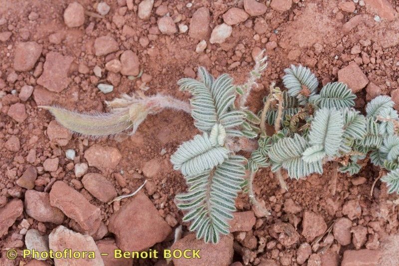 Astragalus reinii — houseplant care guide