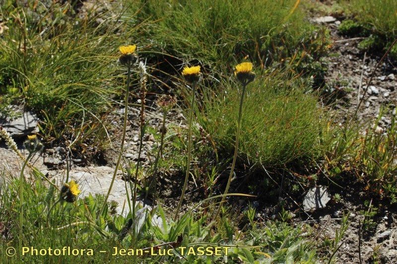 Pilosella corymbuloides habit