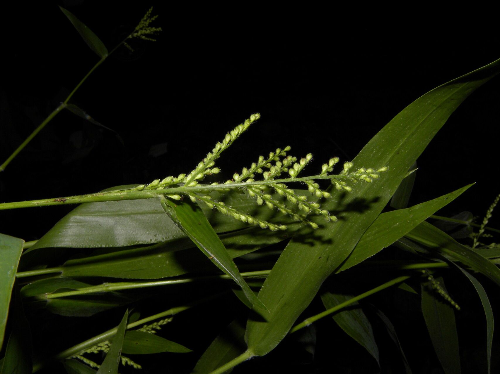 Urochloa mollis — houseplant care guide