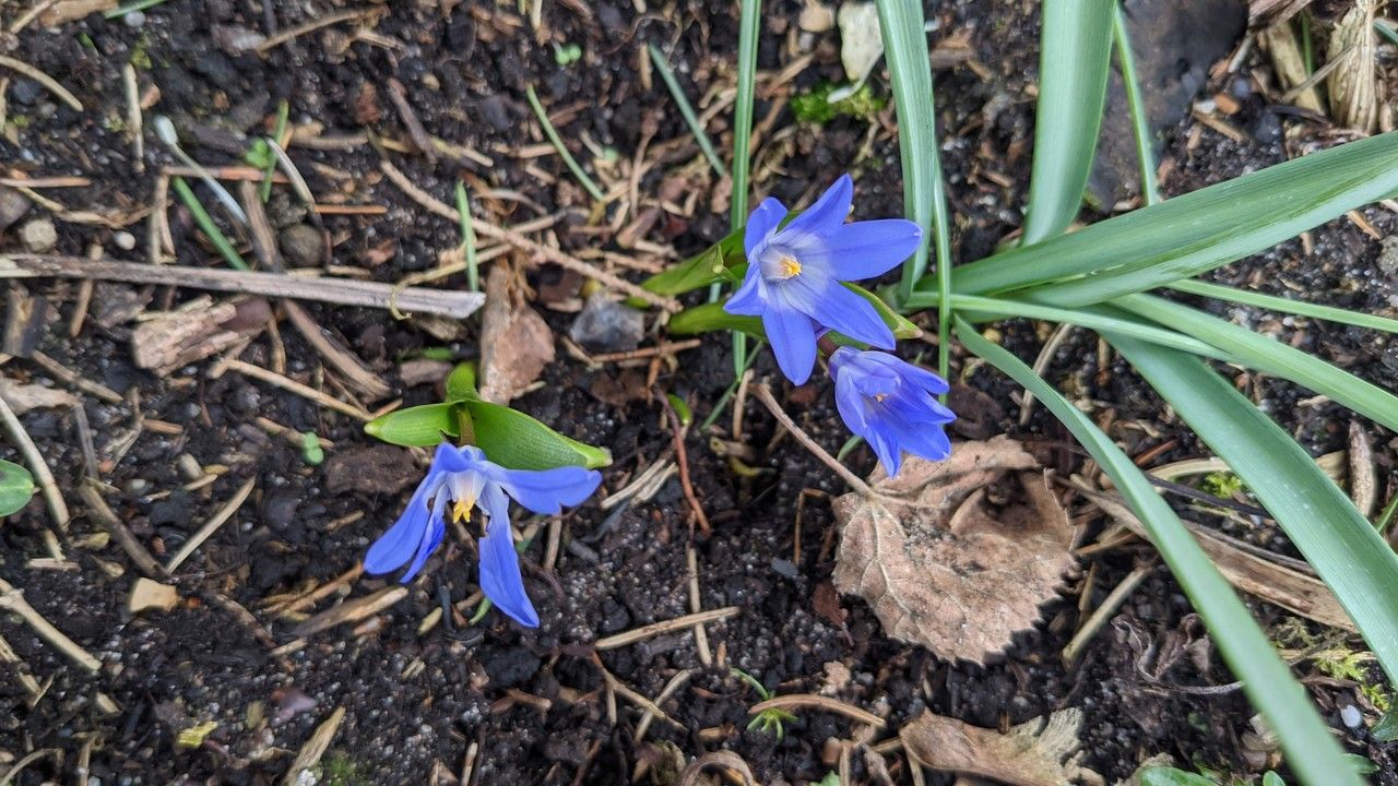 Chionodoxa luciliae habit